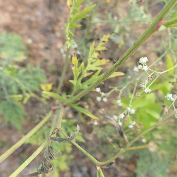 Parthenium hysterophorus Bark