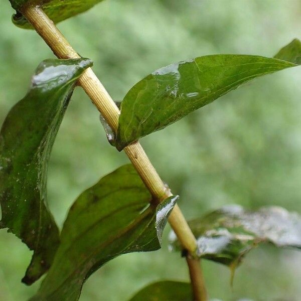 Potamogeton perfoliatus Bark