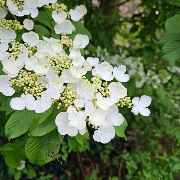 Viburnum plicatum ফুল