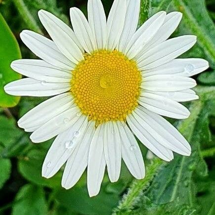 Leucanthemum vulgare Kwiat