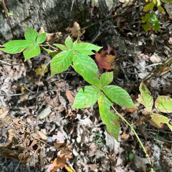 Rubus canadensis Листок