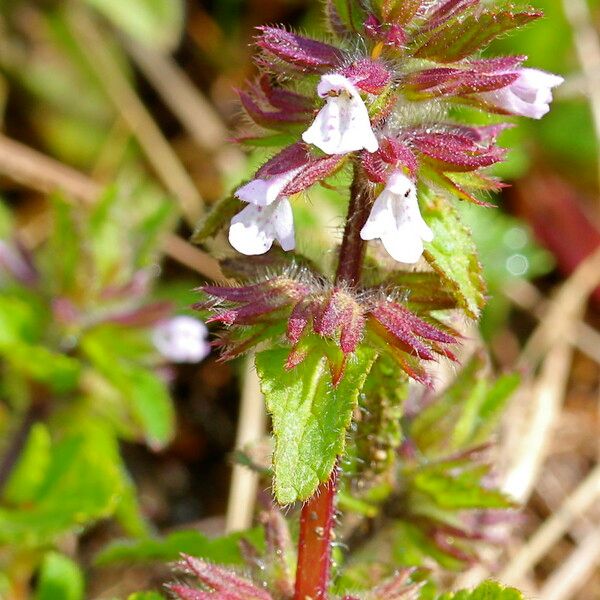 Stachys arvensis Flor