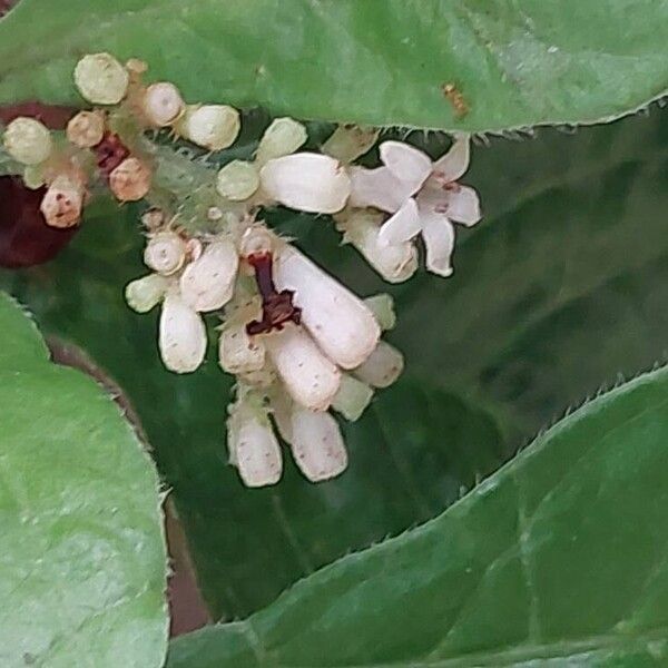 Psychotria nervosa Flor