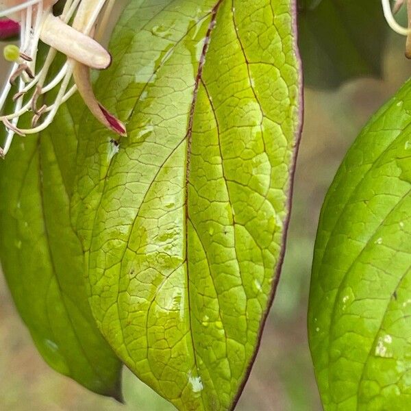 Lonicera caprifolium পাতা