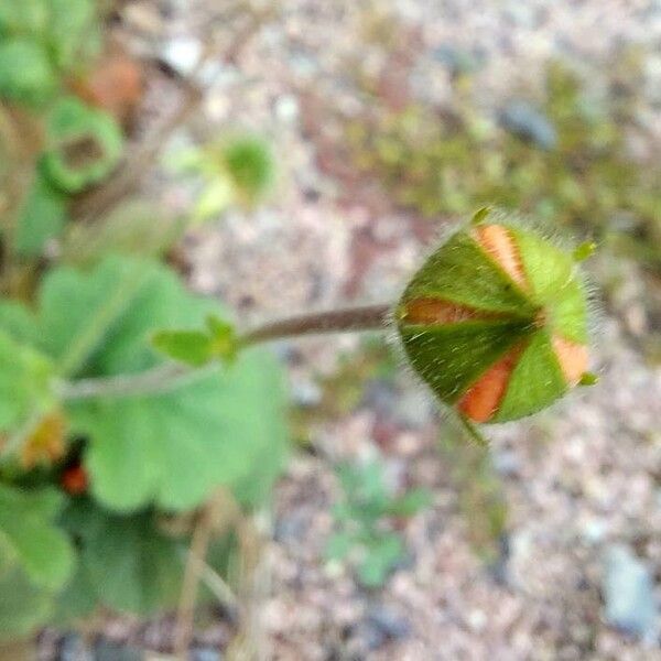 Geum coccineum Other