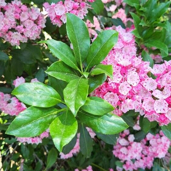 Kalmia latifolia Leaf