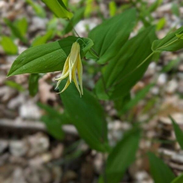 Uvularia perfoliata Flower