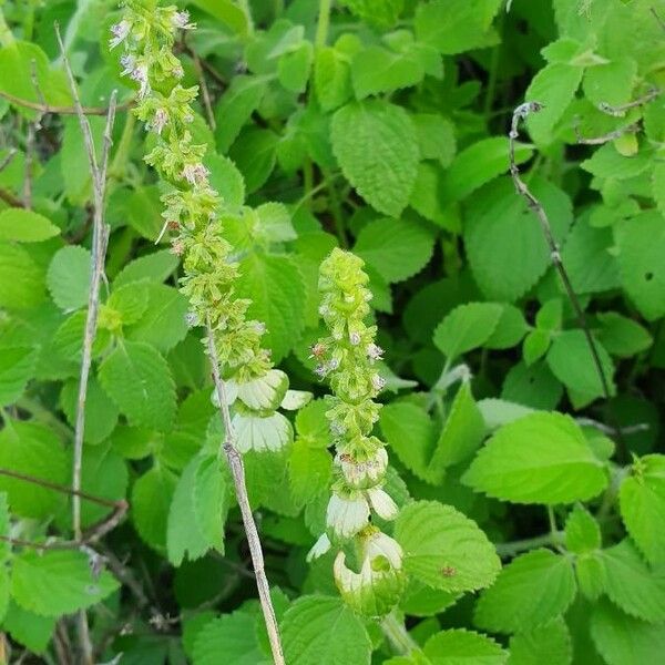 Platostoma hildebrandtii 花