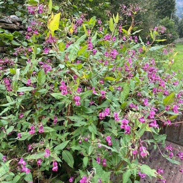 Impatiens glandulifera Habit