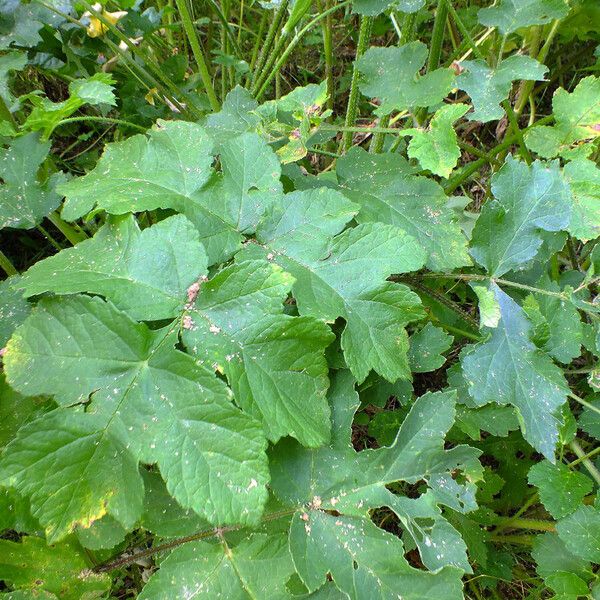 Heracleum sphondylium 葉