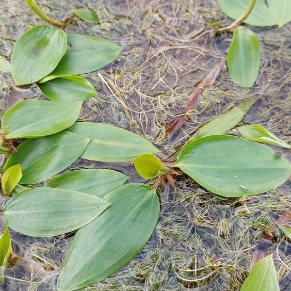 Potamogeton natans Leaf