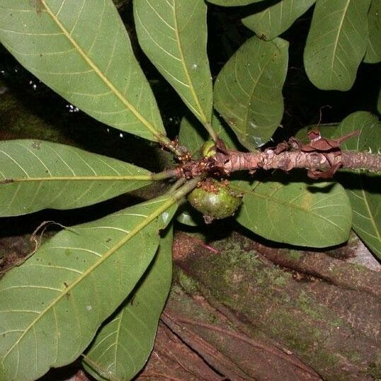 Ficus cahuitensis മറ്റ്