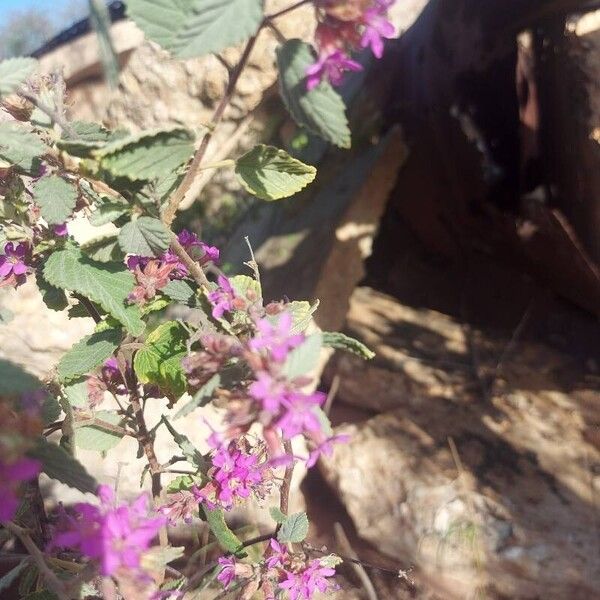 Melochia tomentosa Flower