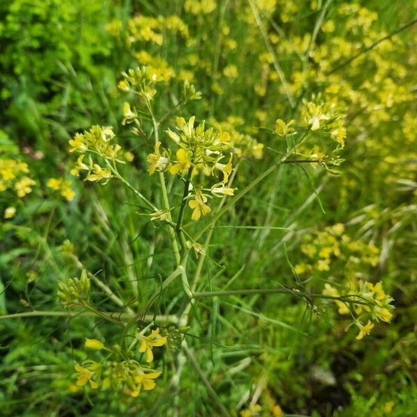 Sisymbrium altissimum Flower