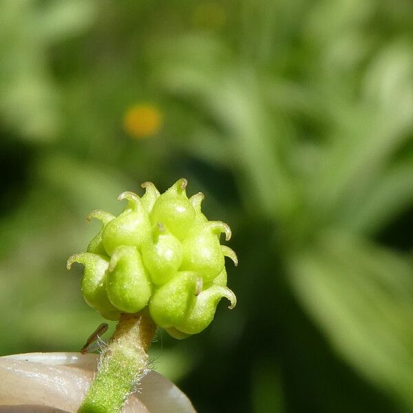 Ranunculus aconitifolius Frucht