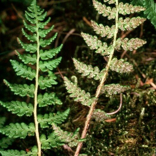 Woodsia ilvensis Liść