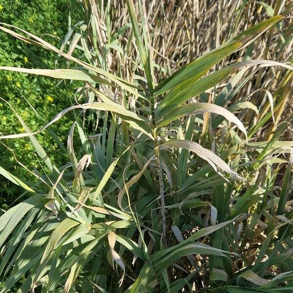 Arundo donax Ліст