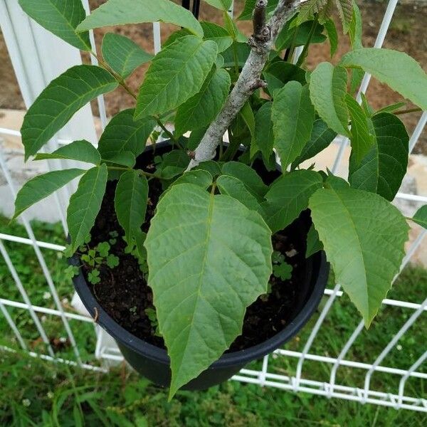 Maytenus ilicifolia Leaf