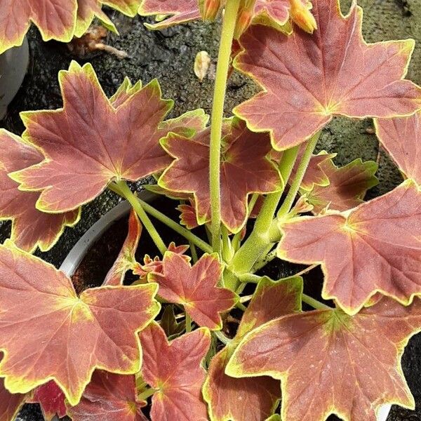 Pelargonium inquinans Schors