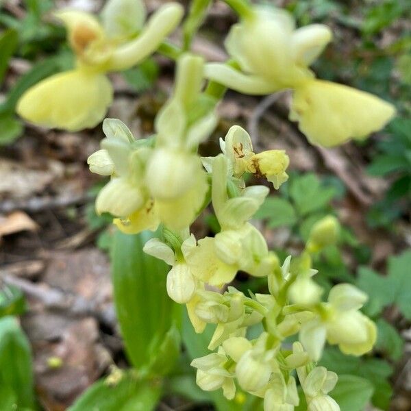 Orchis pallens फूल