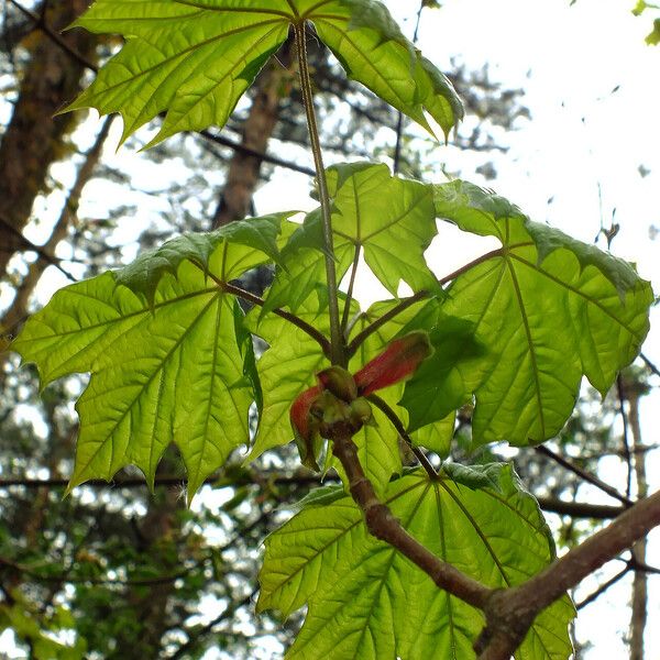 Acer platanoides Blad