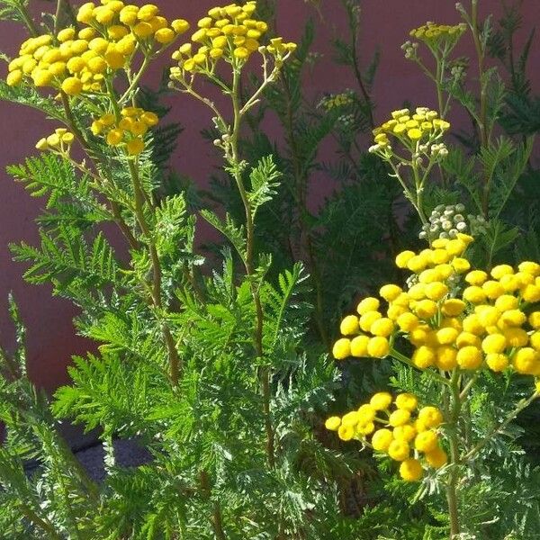 Tanacetum vulgare Blomst