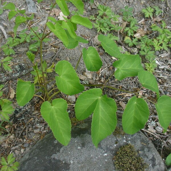 Laserpitium latifolium Folio