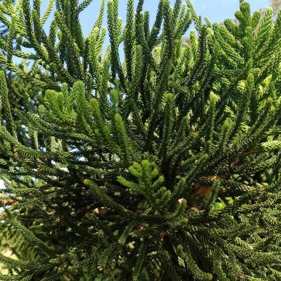 Araucaria cunninghamii Feuille