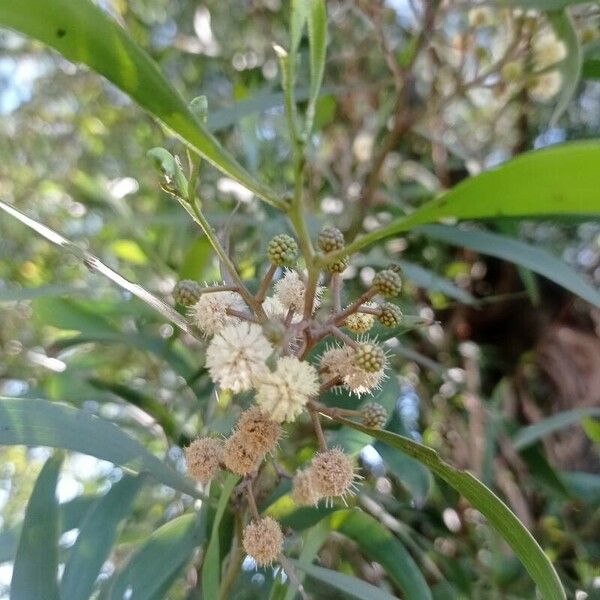 Acacia melanoxylon Blüte