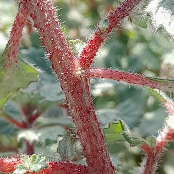 Forsskaolea tenacissima Rusca