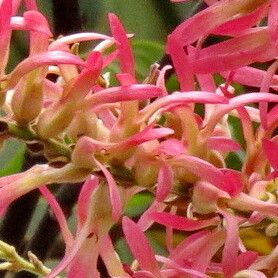 Triplaris americana Flower