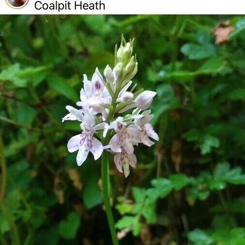 Dactylorhiza fuchsii Цветок