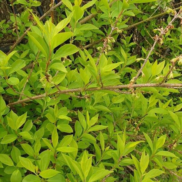 Forsythia viridissima Folha