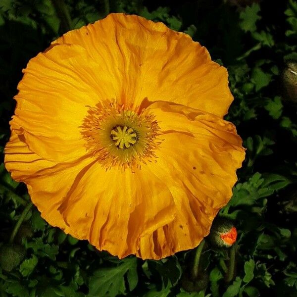 Papaver croceum 花