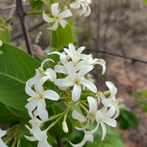 Holarrhena pubescens Flower