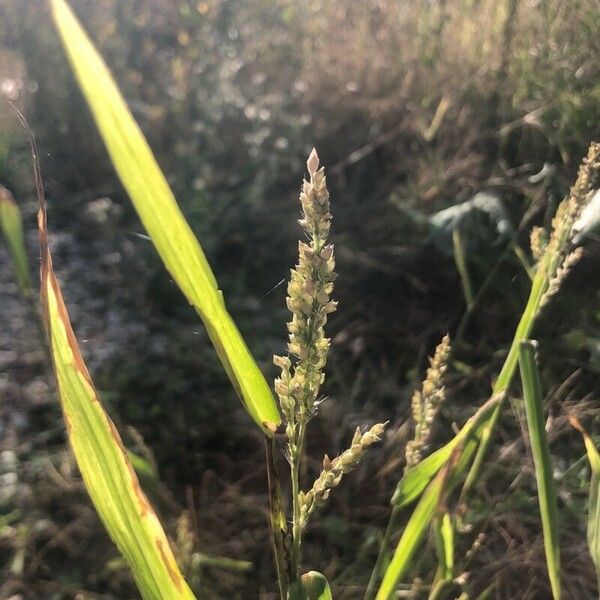 Panicum miliaceum Květ