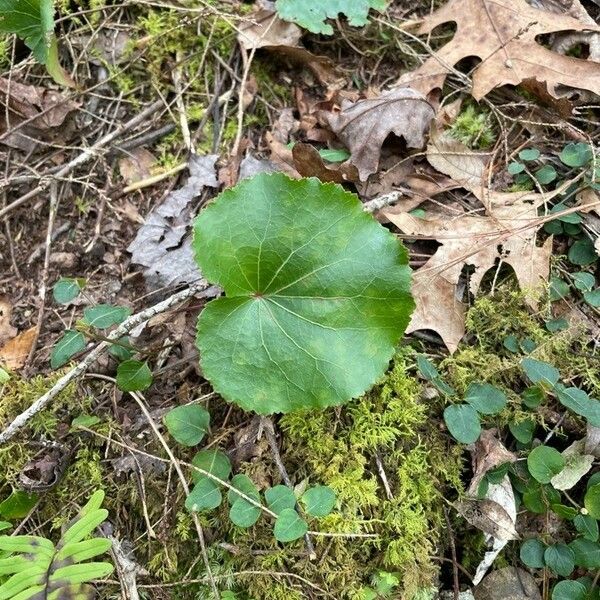 Galax urceolata Leaf