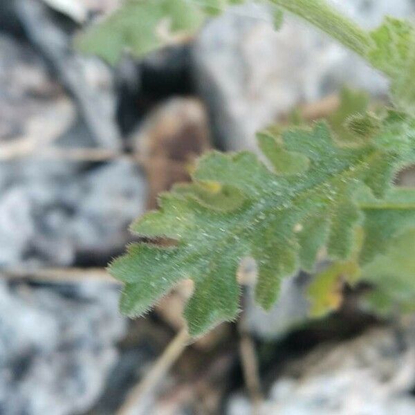 Senecio viscosus Лист