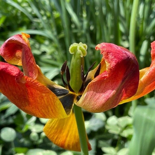 Tulipa raddii Blüte