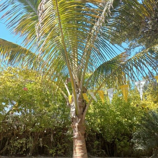 Cocos nucifera Leaf