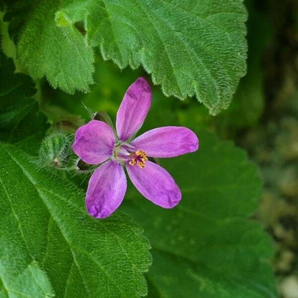 Erodium malacoides Flower