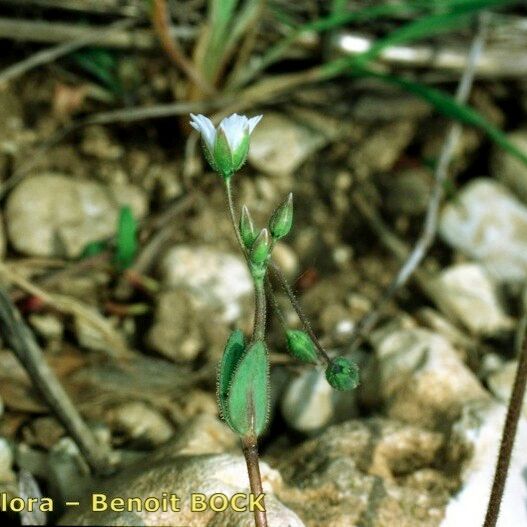 Holosteum umbellatum Ostatní