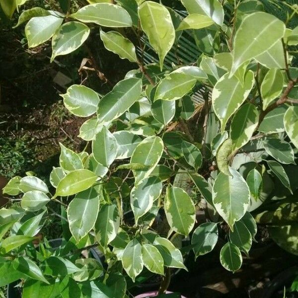 Ficus benjamina পাতা