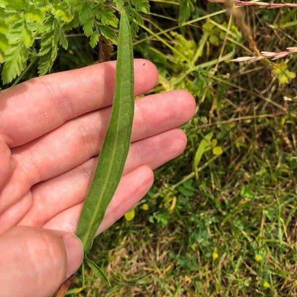 Centaurea jacea Leaf