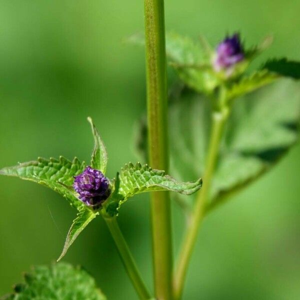 Verbena hastata Cvet