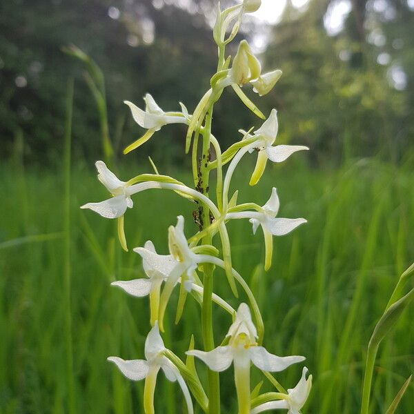 Platanthera chlorantha Flower