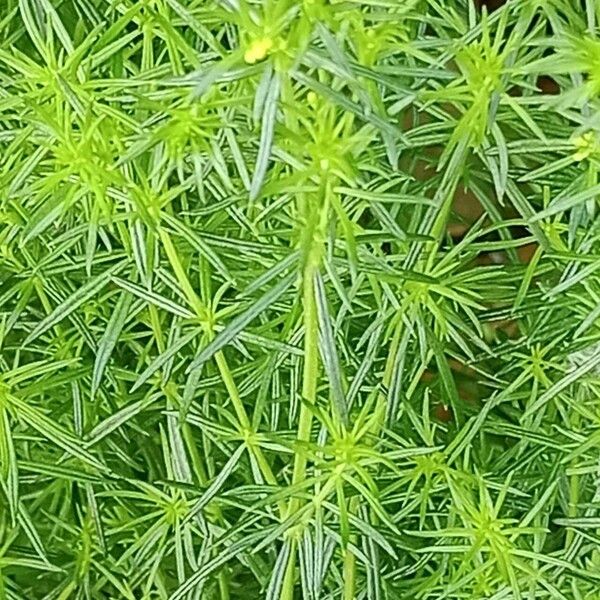 Galium verum 葉