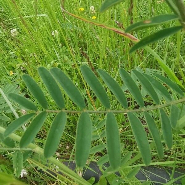 Onobrychis viciifolia Hostoa