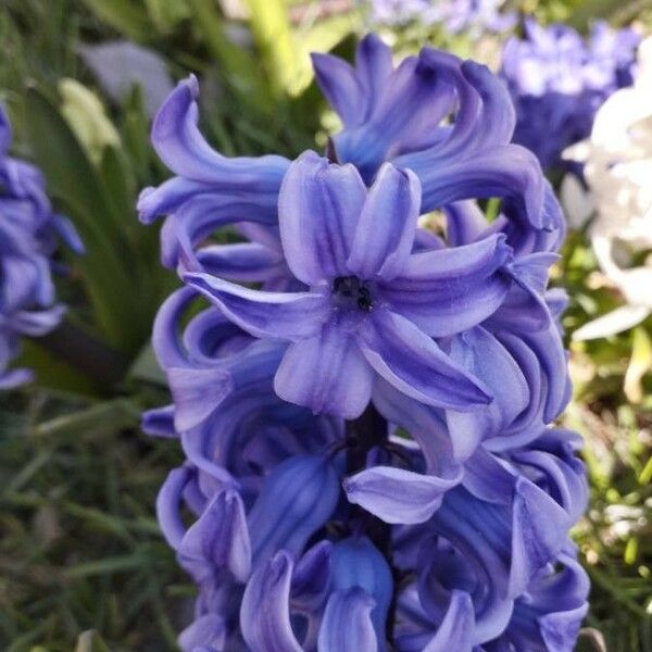 Hyacinthus orientalis Blodyn