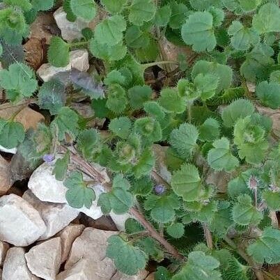 Veronica hederifolia Habitus